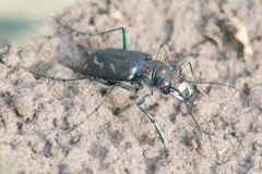 Cicindela tranquebarica