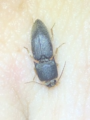 Heteroderes amplicollis