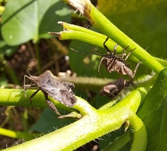Acanthocoris sordidus