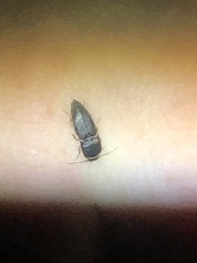 Heteroderes amplicollis