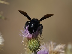 Xylocopa californica arizonensis