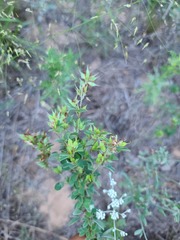 Lespedeza stuevei