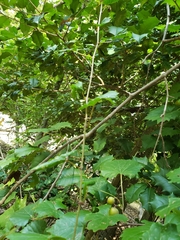 Vitis rotundifolia