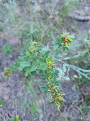 Lespedeza stuevei