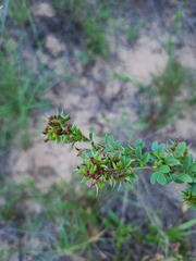 Lespedeza stuevei