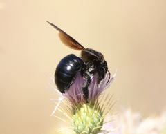 Xylocopa californica arizonensis
