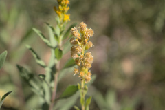 Solidago velutina