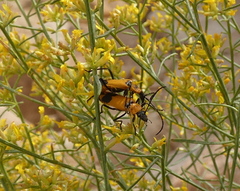 Chauliognathus fasciatus