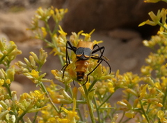 Chauliognathus fasciatus