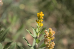 Solidago velutina