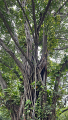 Ficus benghalensis