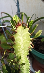 Euphorbia trigona