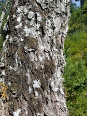 Fuscopannaria leucosticta