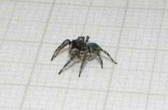 Marma nigritarsis