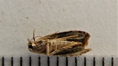 Cochylis viscana