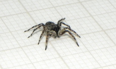 Marma nigritarsis