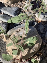 Boerhavia erecta