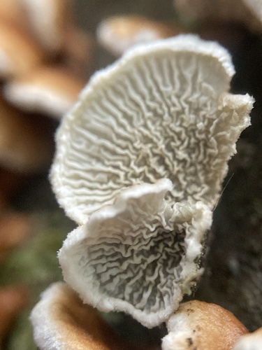 Plicatura crispa nuotrauka