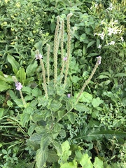 Verbena stricta