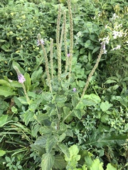 Verbena stricta