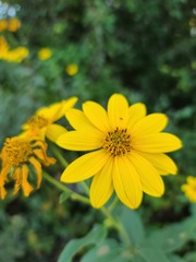 Helianthus tuberosus
