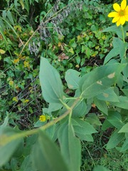Helianthus tuberosus