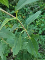 Helianthus tuberosus