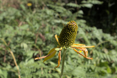Rudbeckia californica