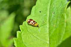 Walterianella venustula