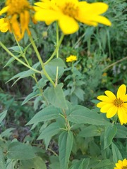 Helianthus tuberosus
