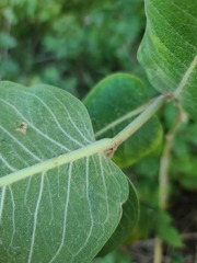 Asclepias speciosa