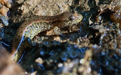 Desmognathus fuscus