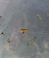 Stathmopoda skelloni