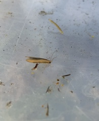 Stathmopoda skelloni