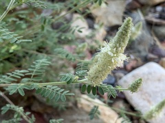 Dalea albiflora