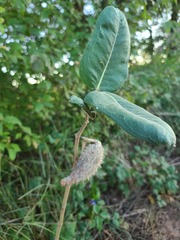 Asclepias speciosa