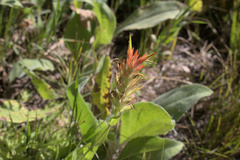 Castilleja miniata