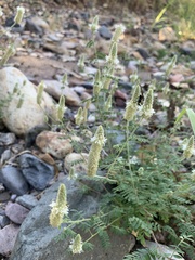 Dalea albiflora