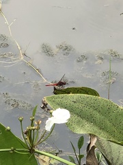 Rhodothemis rufa