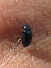 Chrysochus cobaltinus