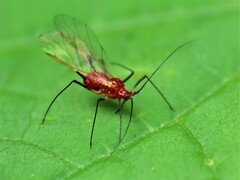 Uroleucon nigrotuberculatum