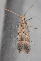 Neodactylota liguritrix