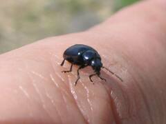 Chrysochus cobaltinus