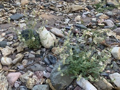 Dalea albiflora