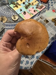 Suillus sinuspaulianus
