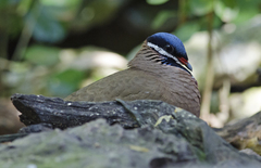 Starnoenas cyanocephala