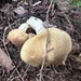 Cortinarius squamivenetus - Photo (c) David McCheyne, μερικά δικαιώματα διατηρούνται (CC BY-NC), uploaded by David McCheyne