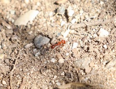 Pogonomyrmex californicus