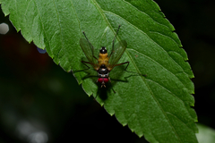 Cholomyia