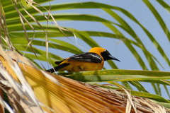 Icterus cucullatus